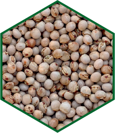 PIGEON PEA