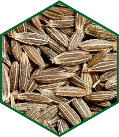 SISAME SEEDS