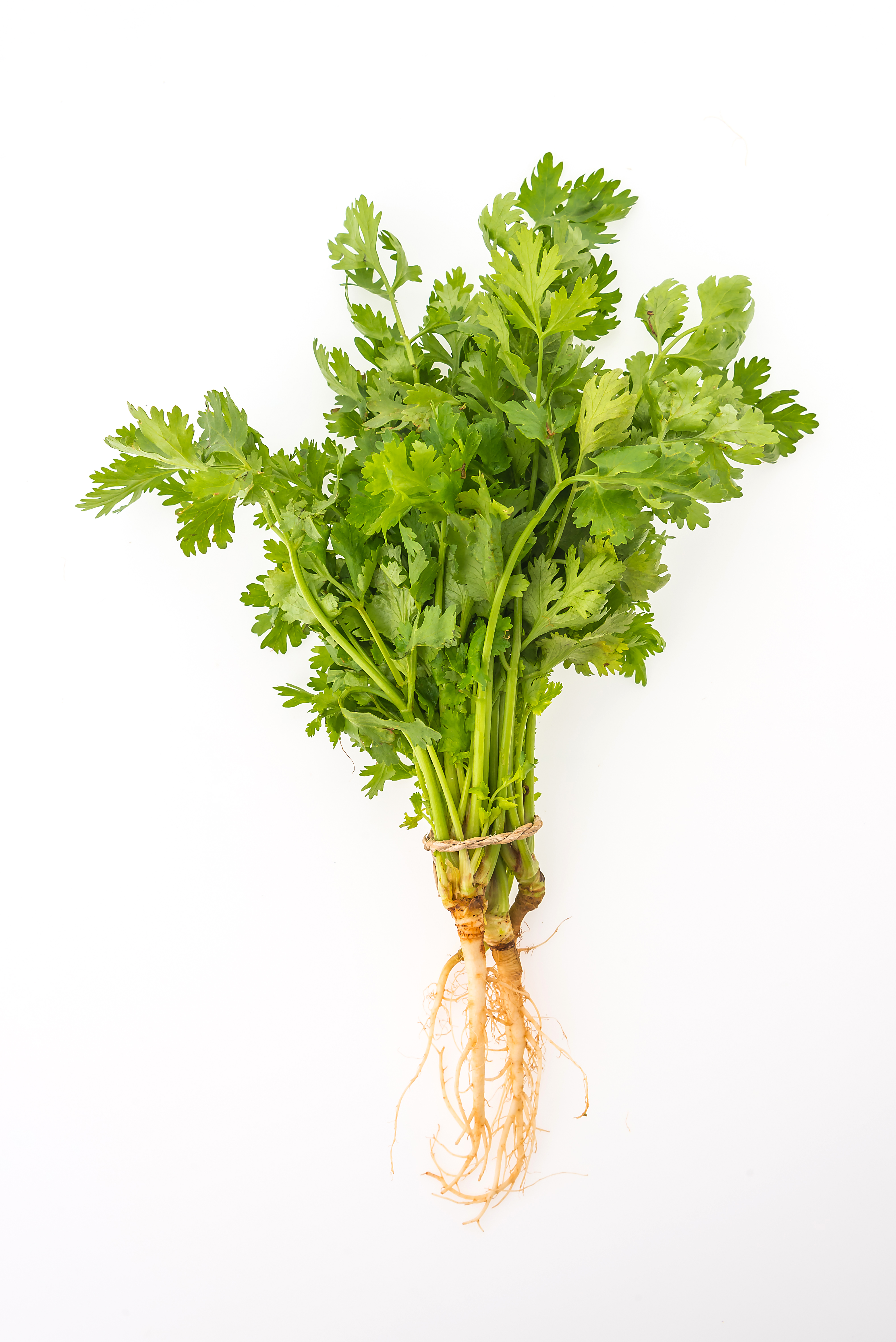 CORIANDER