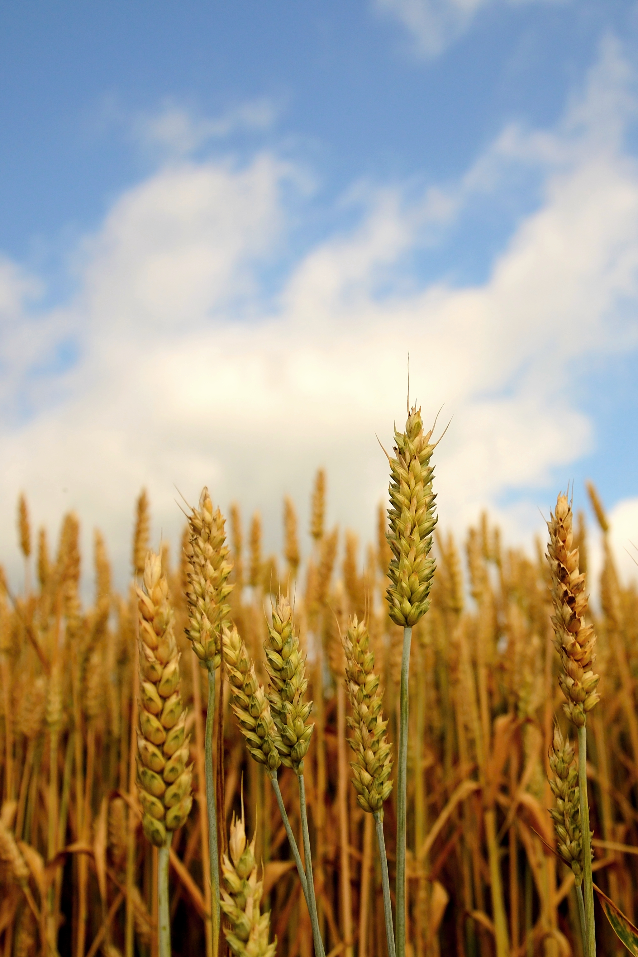 WHEAT