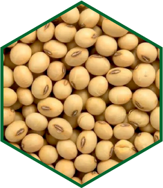 SOYABIN