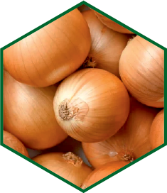 ONION YELLOW