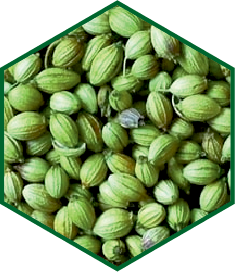CORIANDER